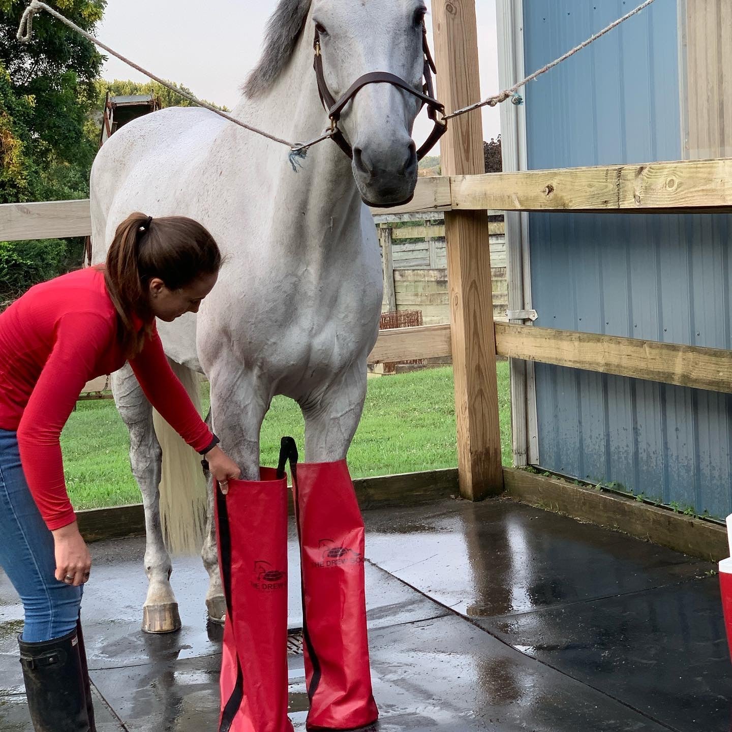 Best ice boots for horses for horse injury prevention and performance recovery.