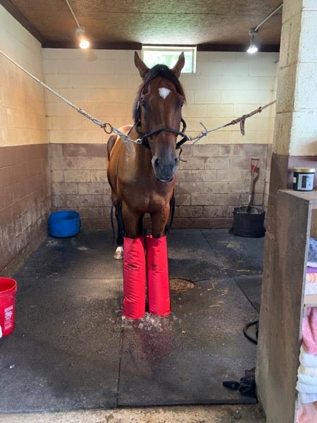Horse ice boots for cold therapy after eventing post-exercise care.