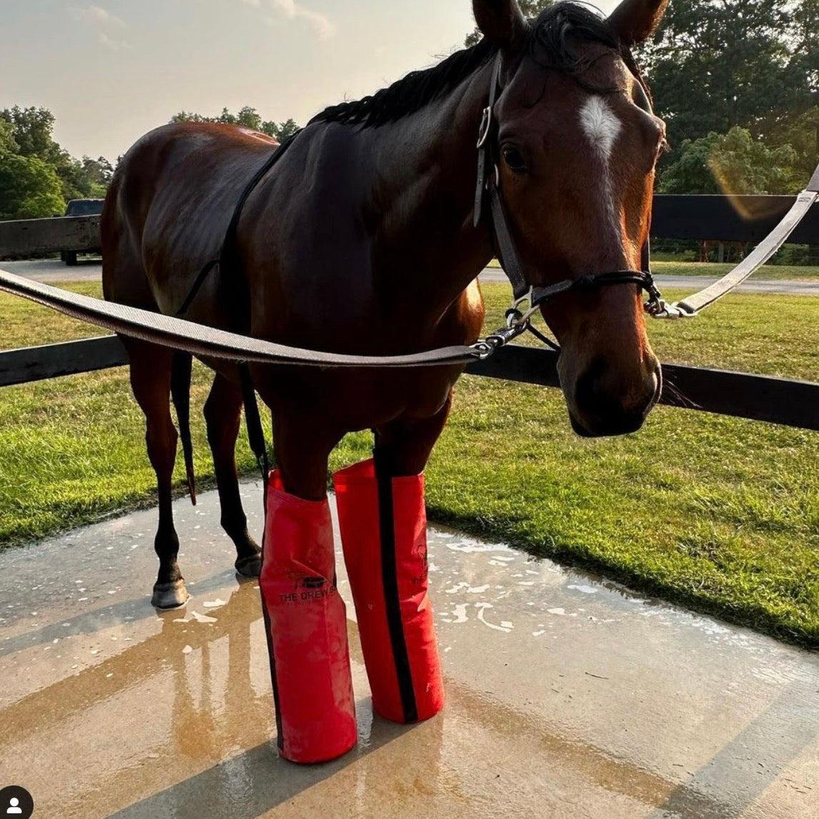 horse soaking in ice boots for horses