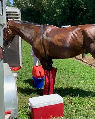 ice boots for horses, equine ice soaking boots, horse ice boots and wraps, drew boot, horse eventing, horse eventing, horse therapy, horse shows, horse accessories